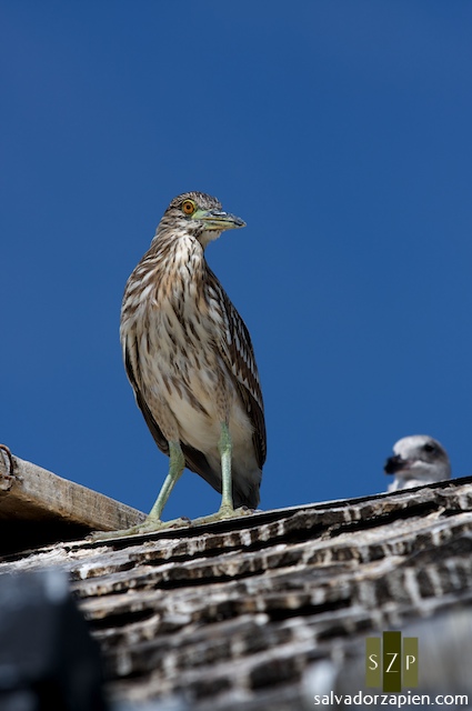 bird bird